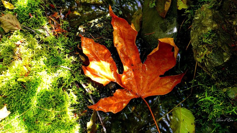 Autumn leaf in a forest stream