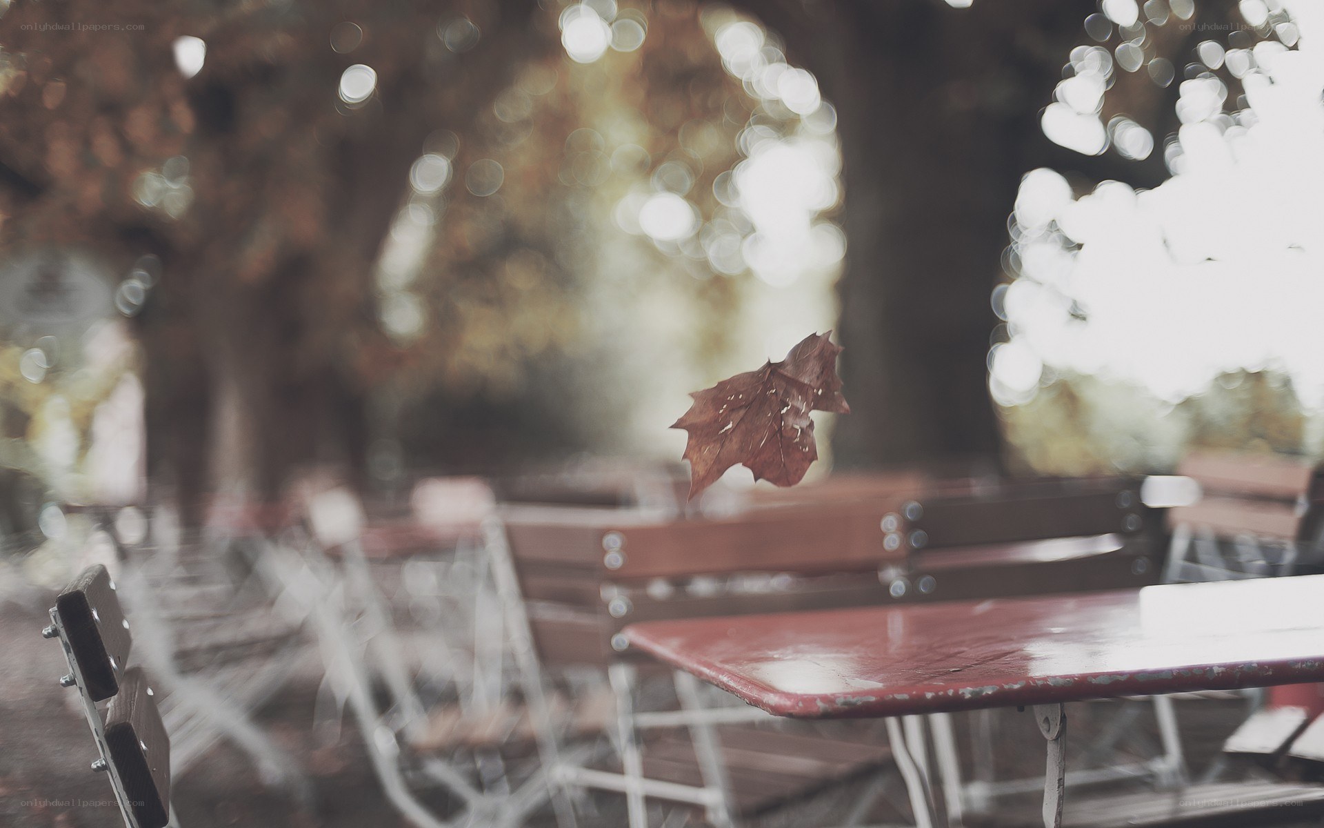 Autumn leaf in a park