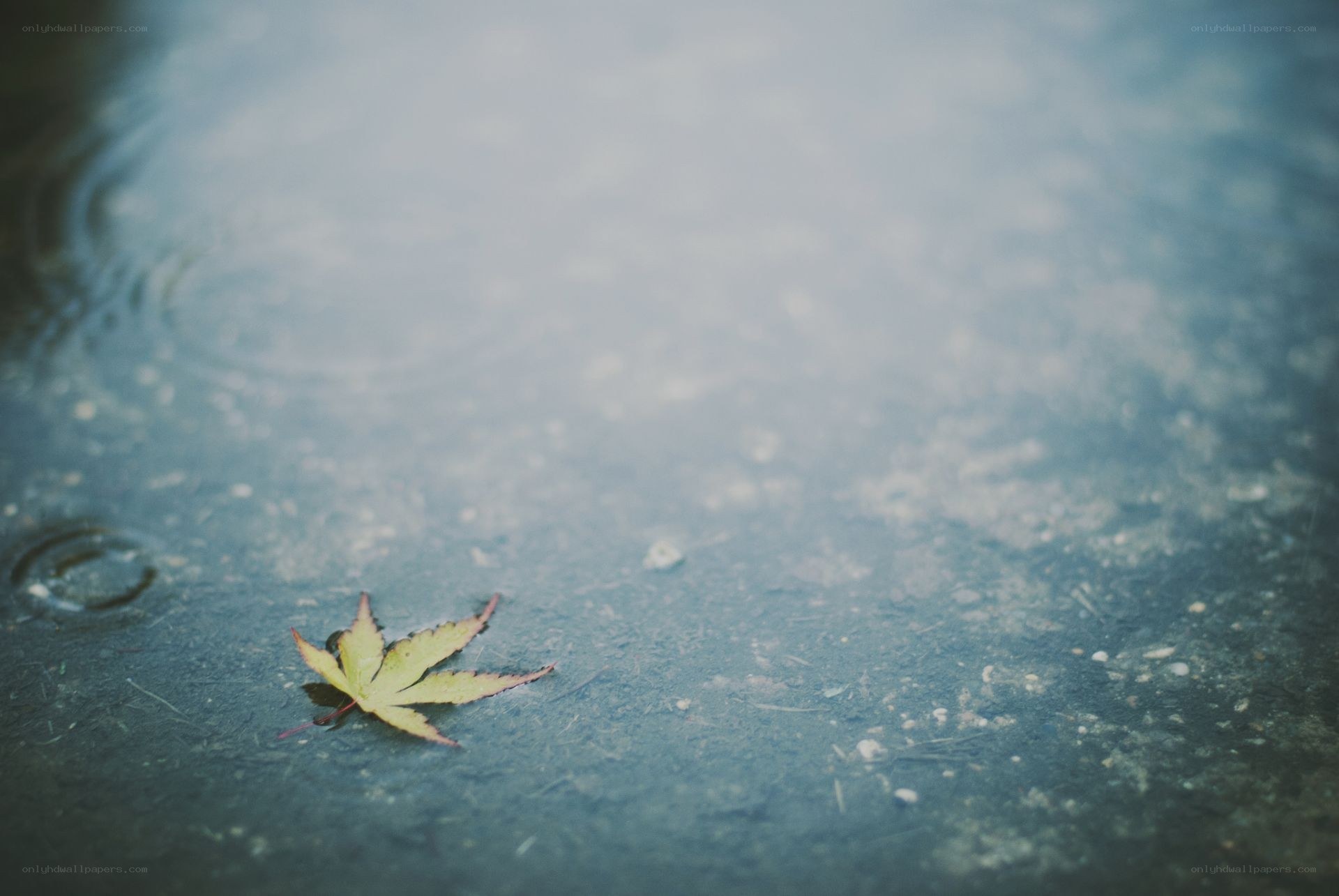 autumn leaf in a puddle