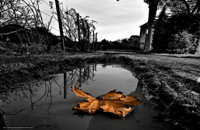 Autumn leaf in a puddle