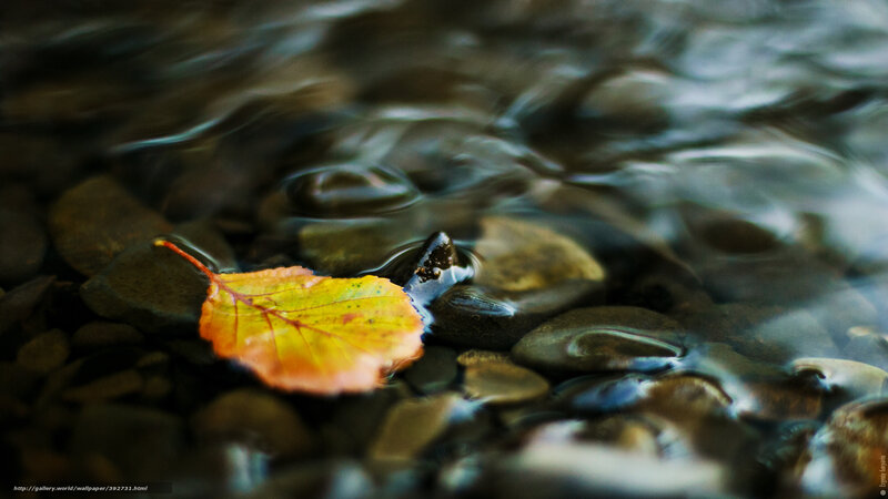 Autumn leaf in a stream
