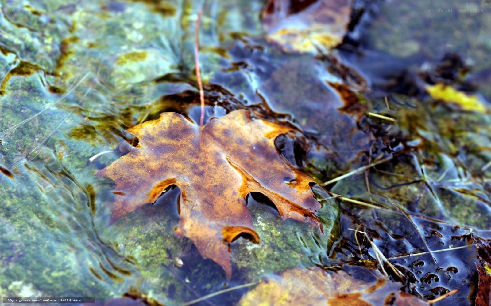 Autumn leaf in clear water