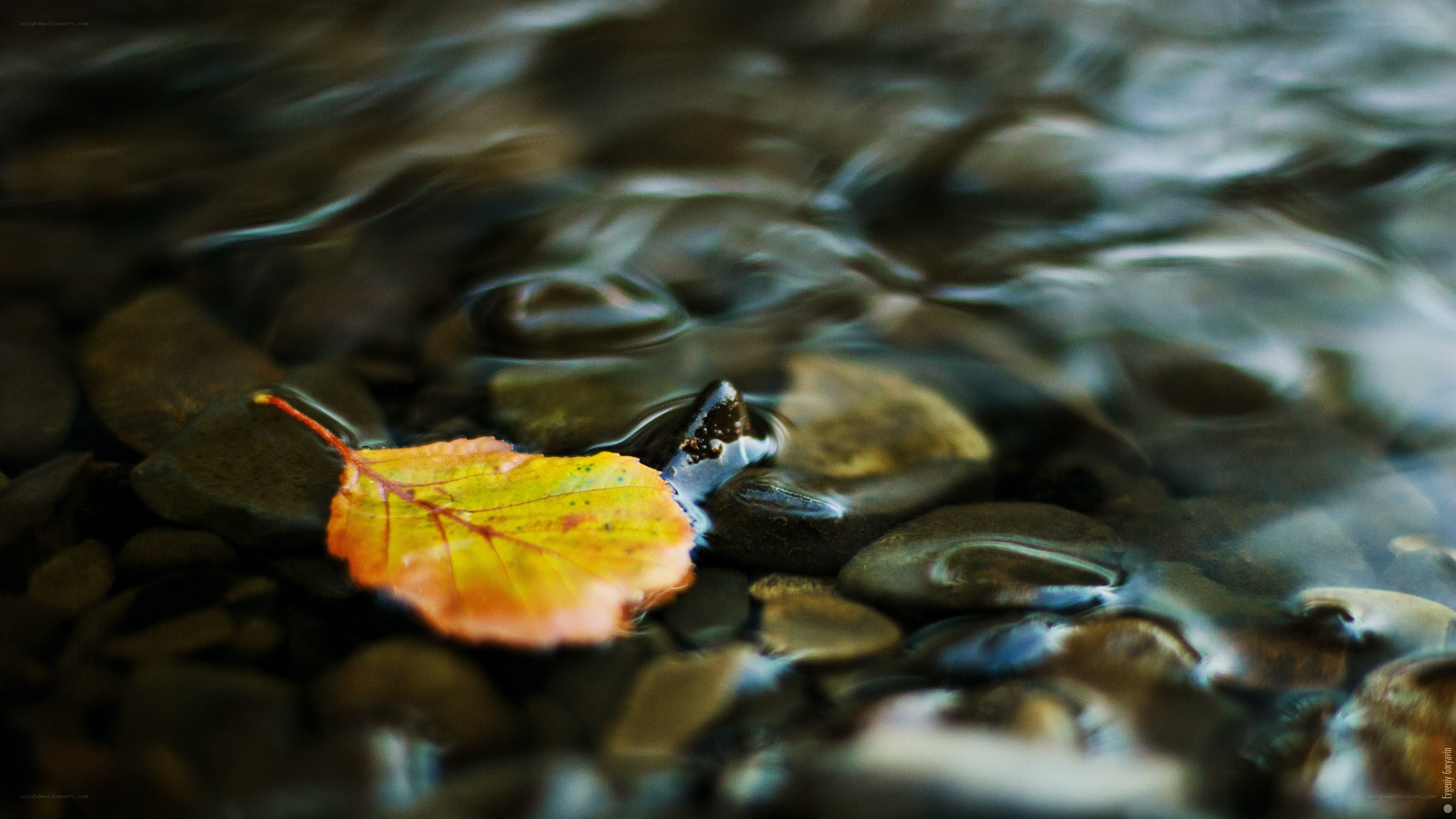 Autumn leaf in flowing water