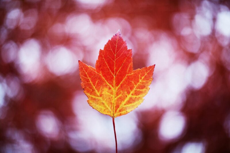 autumn leaf in focus
