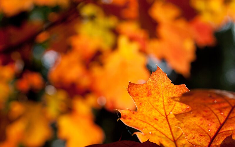 Autumn Leaf in Focus — Orange