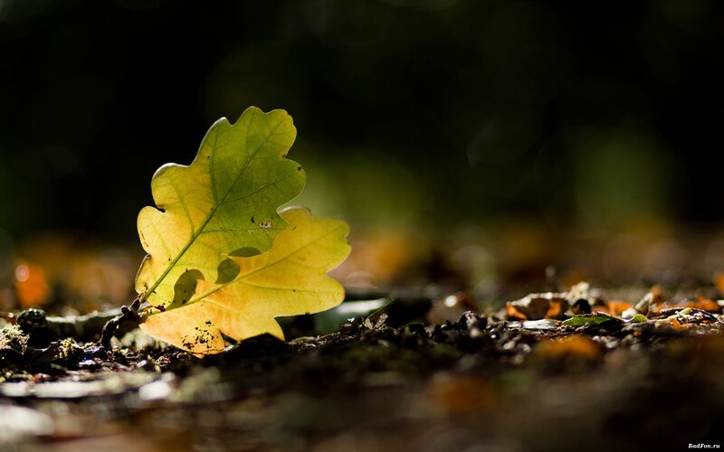 Autumn leaf in forest light