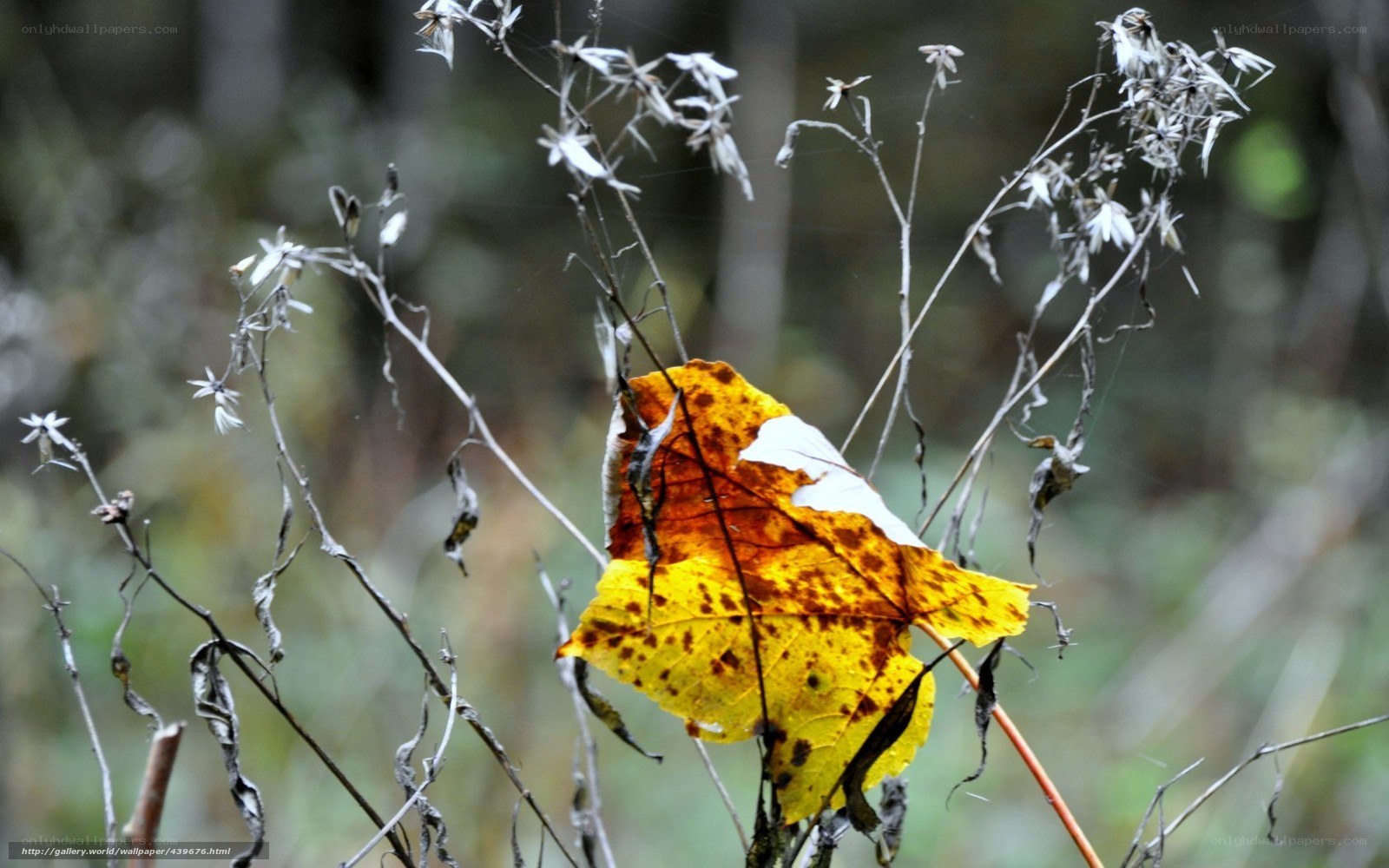 Autumn leaf in forest