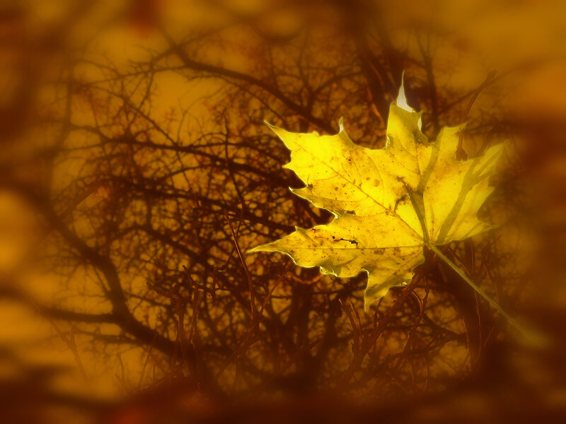 Autumn leaf in golden light