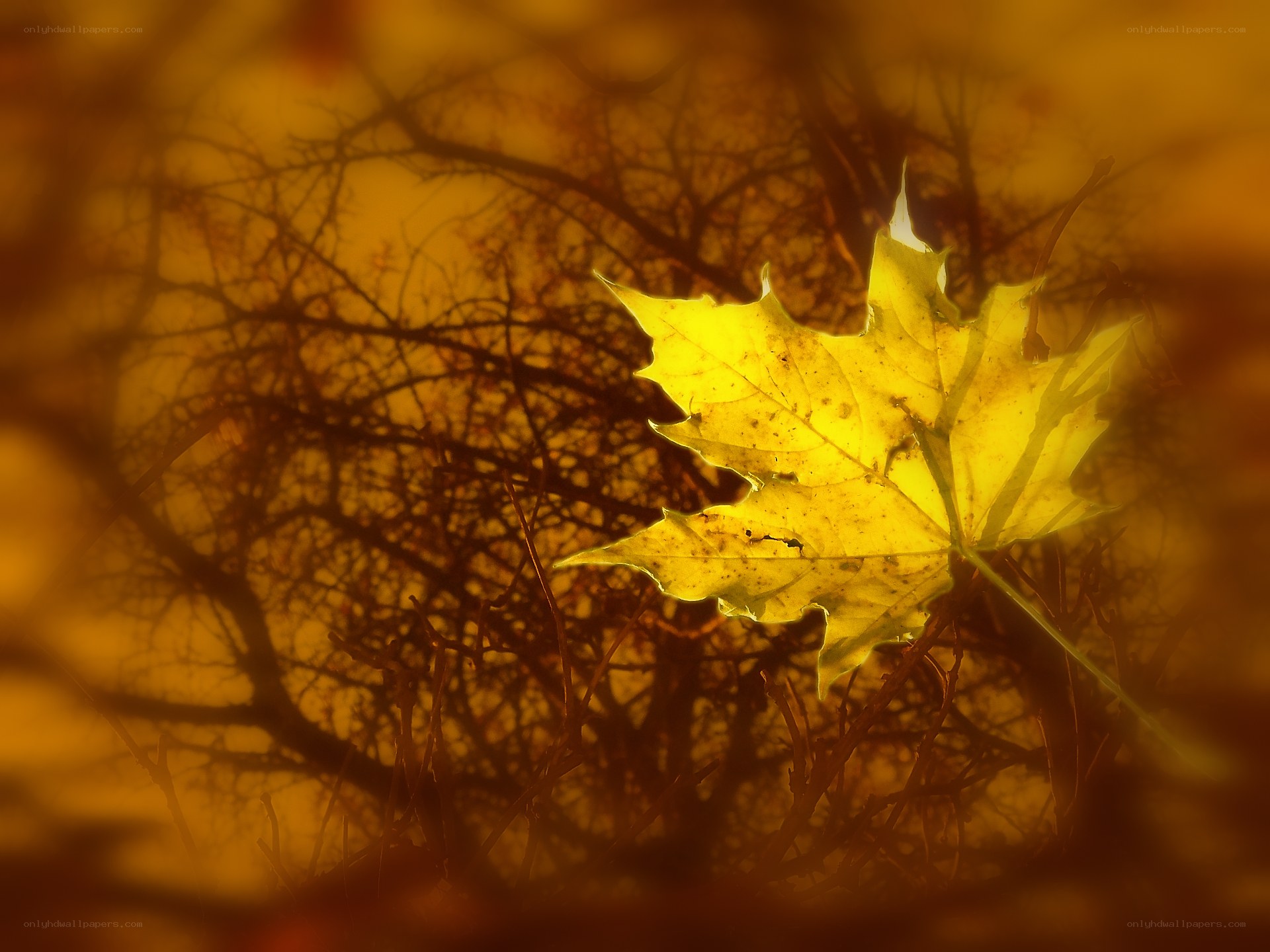 Autumn leaf in golden light
