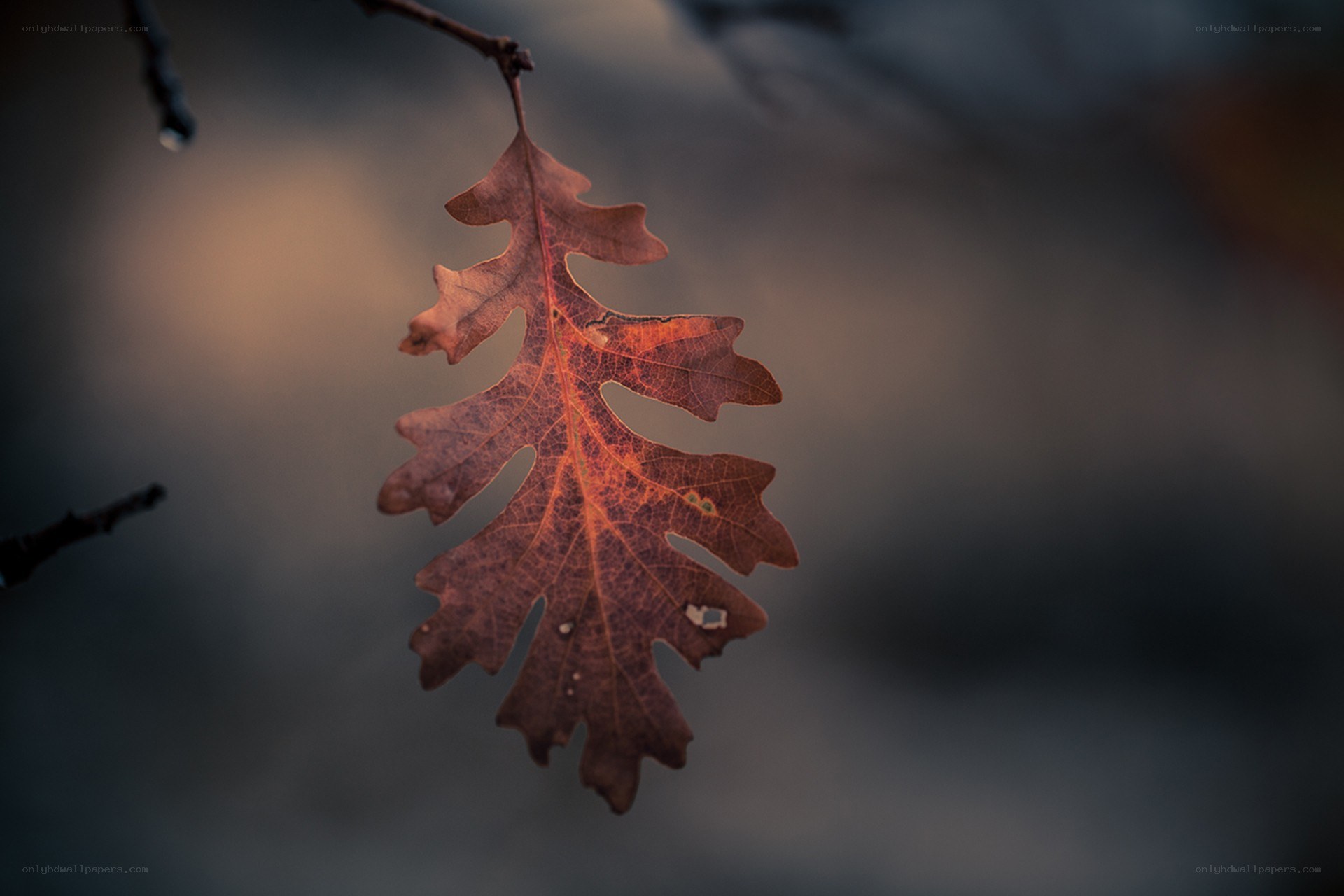 autumn leaf in golden light