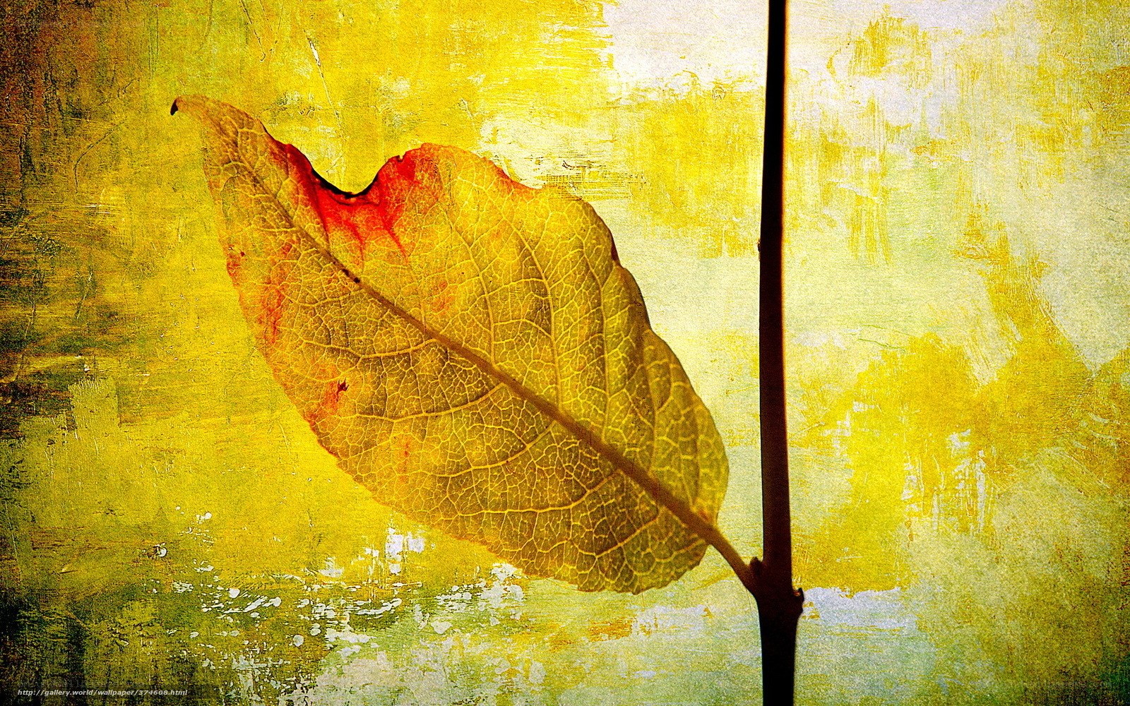 Autumn leaf in golden light