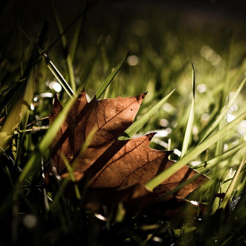 autumn leaf in grass