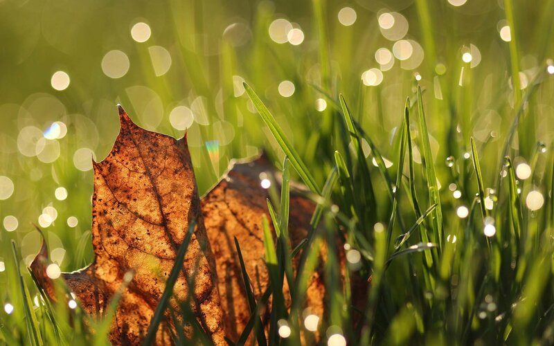 autumn leaf in grass
