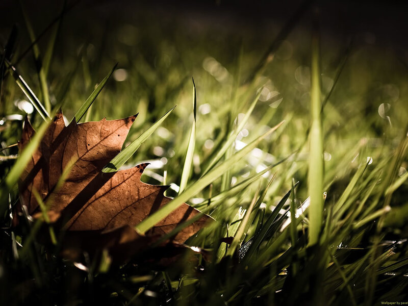autumn leaf in grass