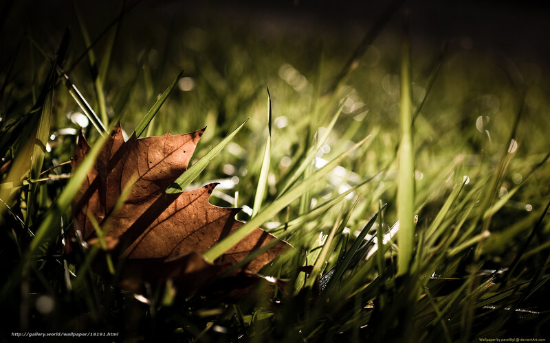 autumn leaf in grass
