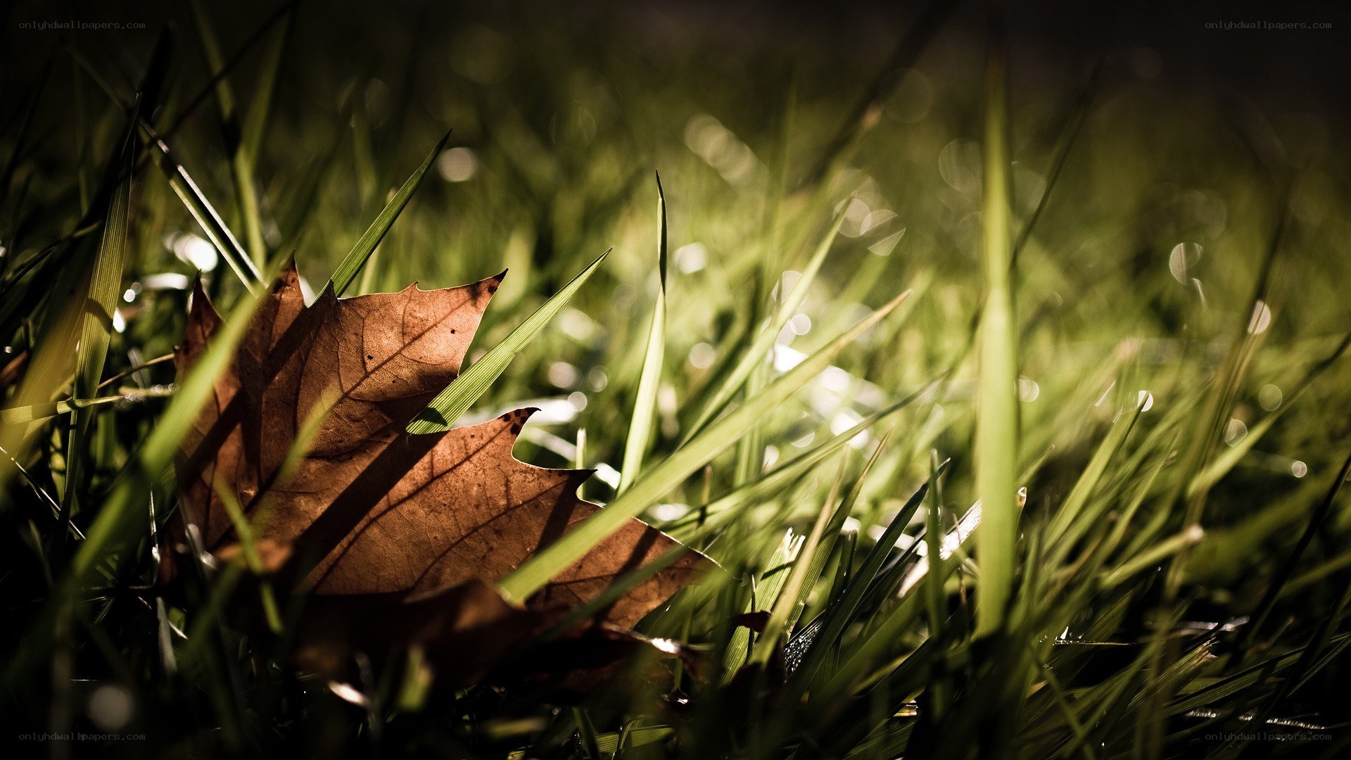 Autumn leaf in green grass