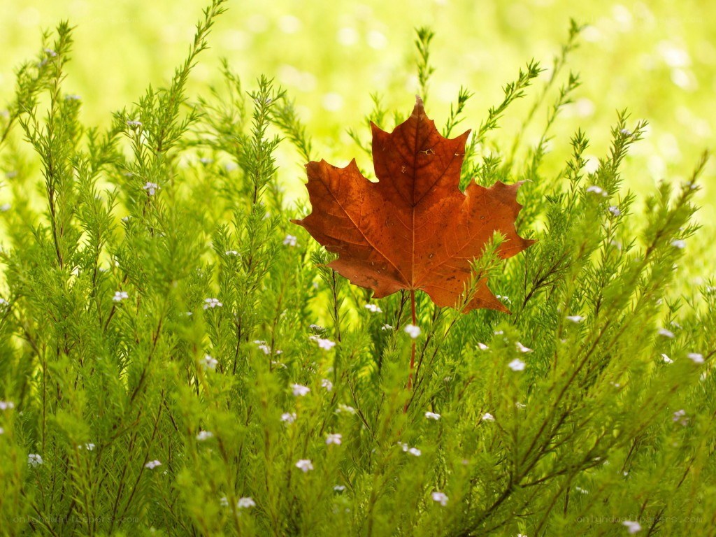 autumn leaf in green grass