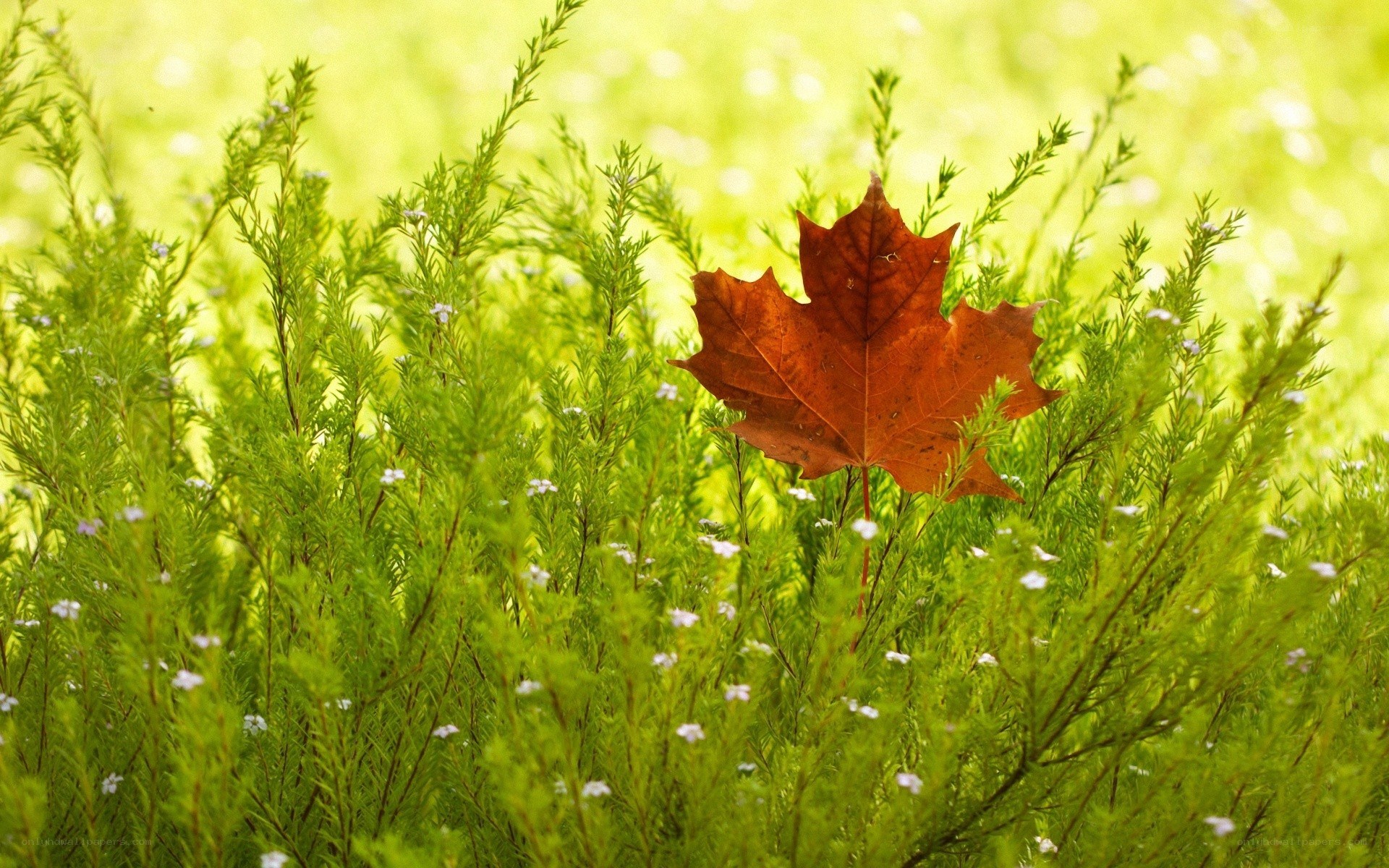 autumn leaf in green grass
