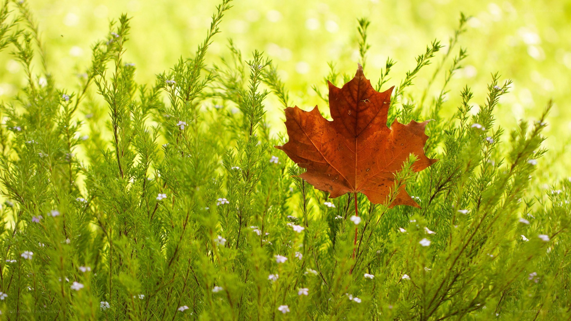 autumn leaf in green grass