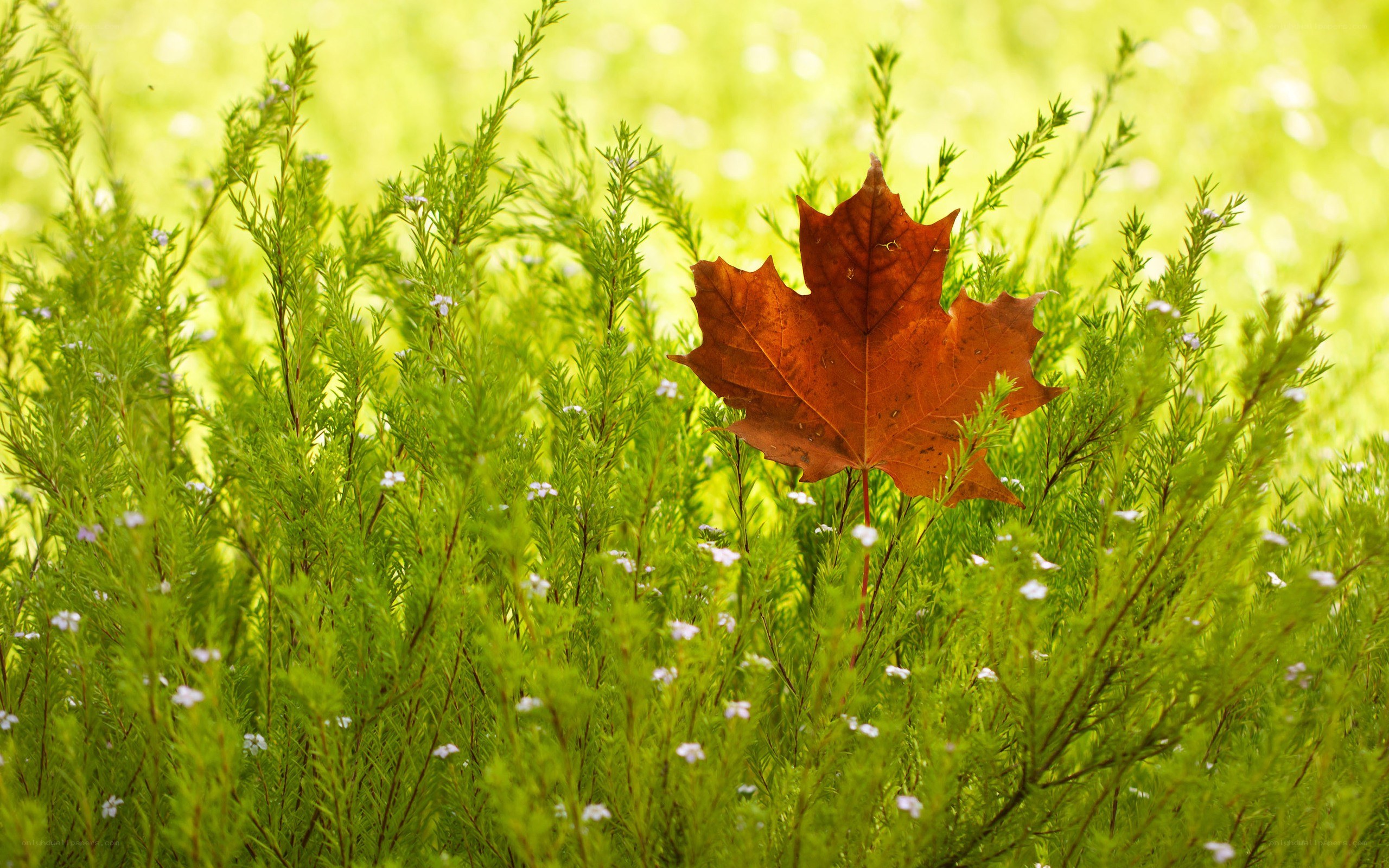autumn leaf in green grass