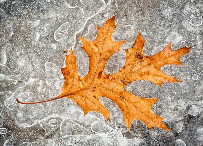Autumn Leaf in Ice
