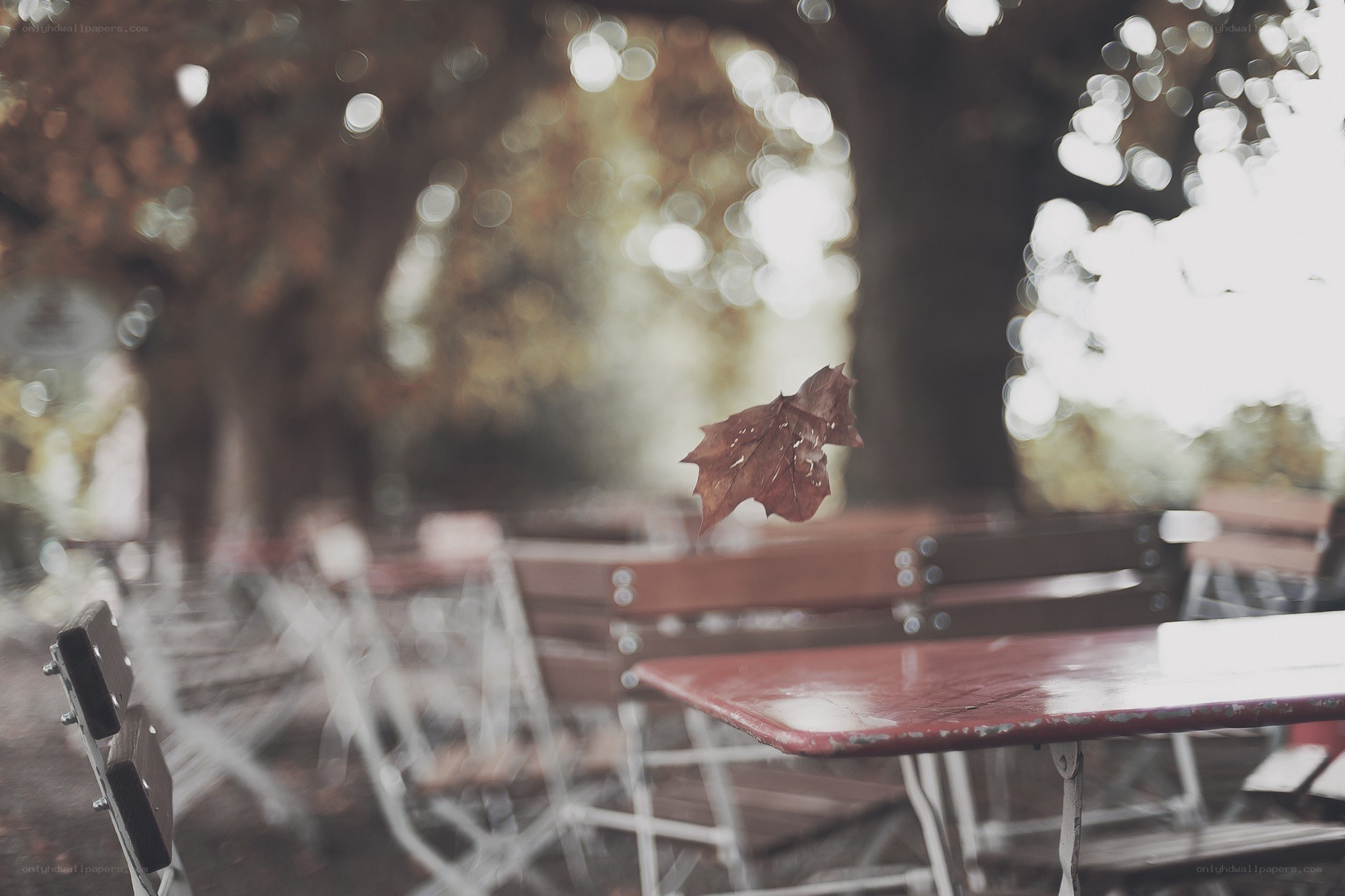 Autumn leaf in mid-air