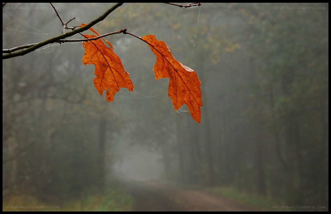 Autumn leaf in misty forest