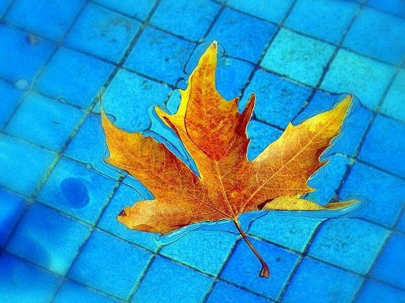 Autumn Leaf in Pool