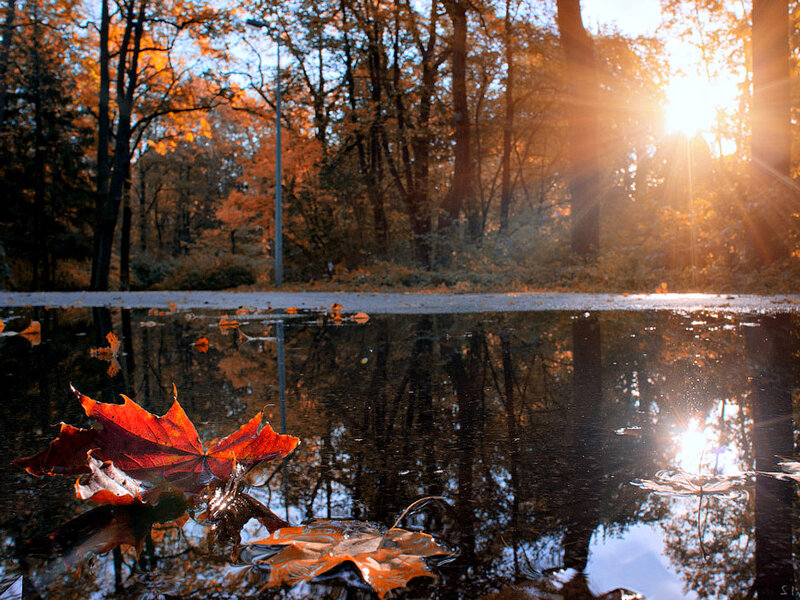 Autumn Leaf in Puddle