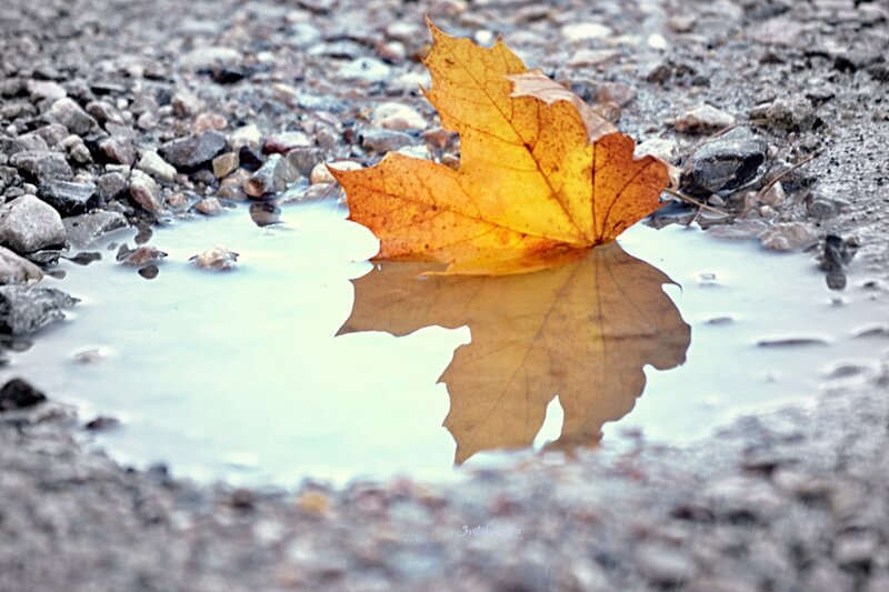 Autumn Leaf in Puddle — Yellow