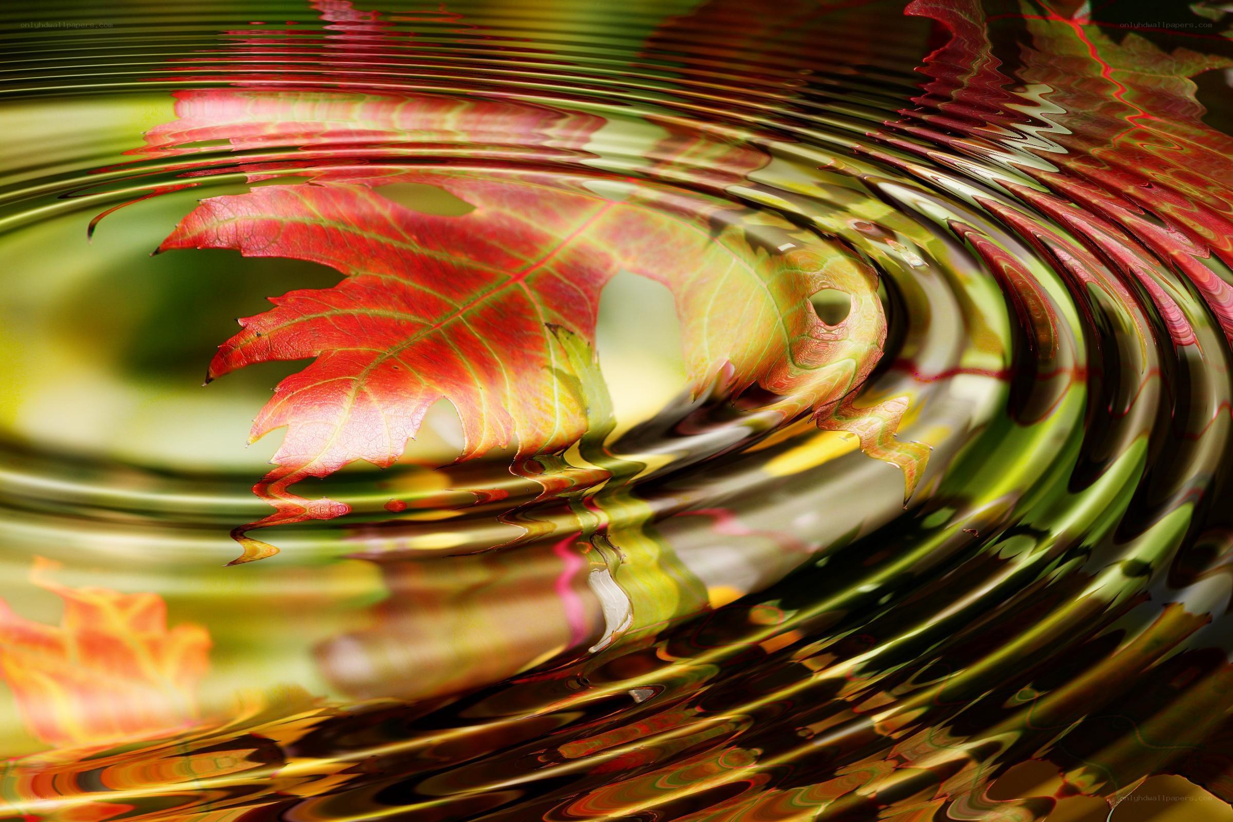 Autumn leaf in rippling water