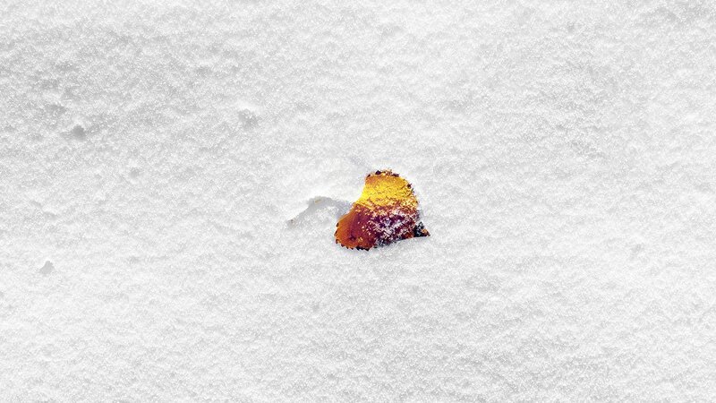 Autumn Leaf in Snow — White
