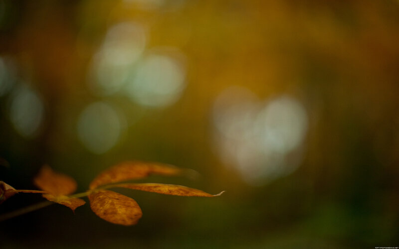 autumn leaf in soft focus