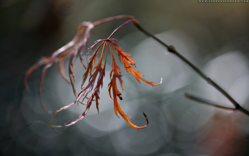 Autumn leaf in soft light