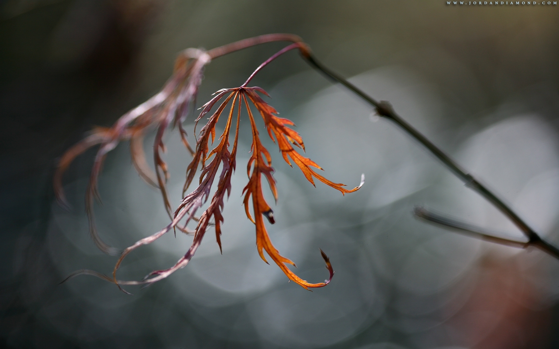 Autumn leaf in soft light