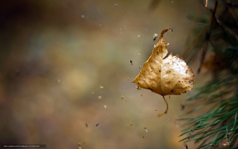 autumn leaf in spider web
