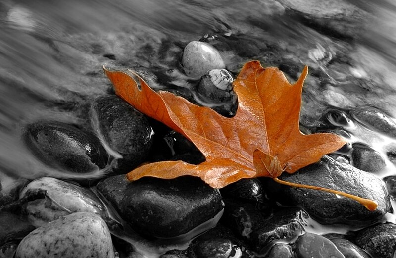 autumn leaf in stream