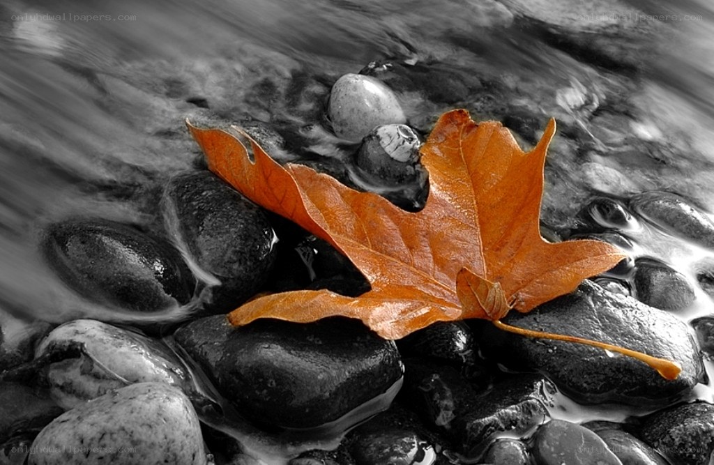 autumn leaf in stream