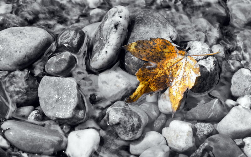 Autumn Leaf in Stream — Black