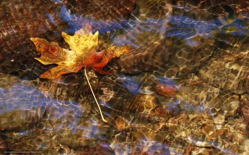 Autumn Leaf in Stream — Brown, Serene