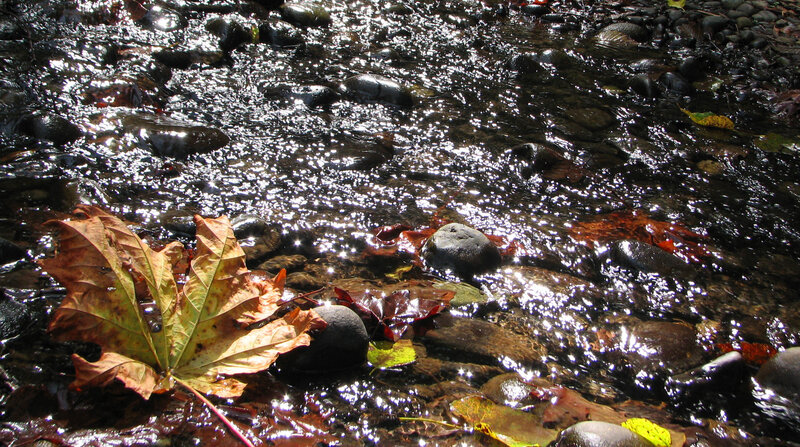 Autumn Leaf in Stream — Brown