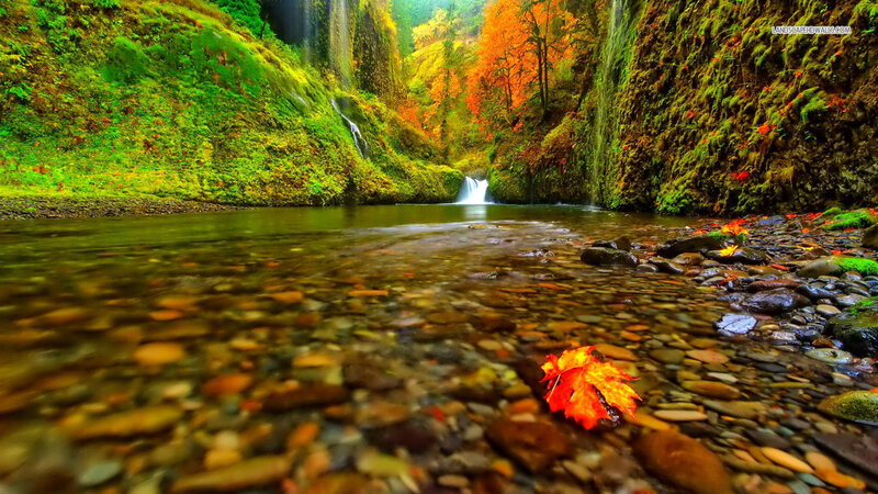 Autumn Leaf in Stream — Green, Serene