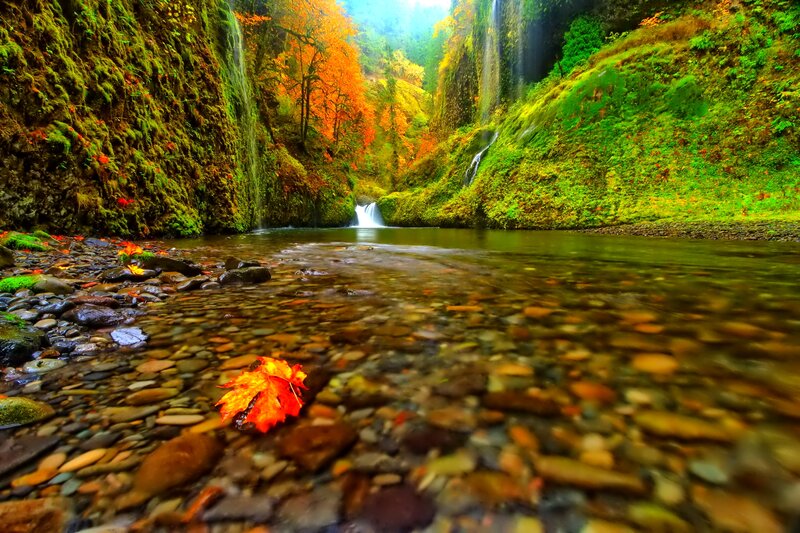 Autumn Leaf in Stream — Green
