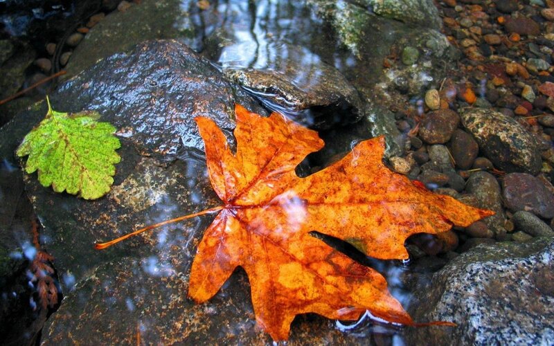 Autumn Leaf in Stream — Orange, Serene, Photograph, Rock