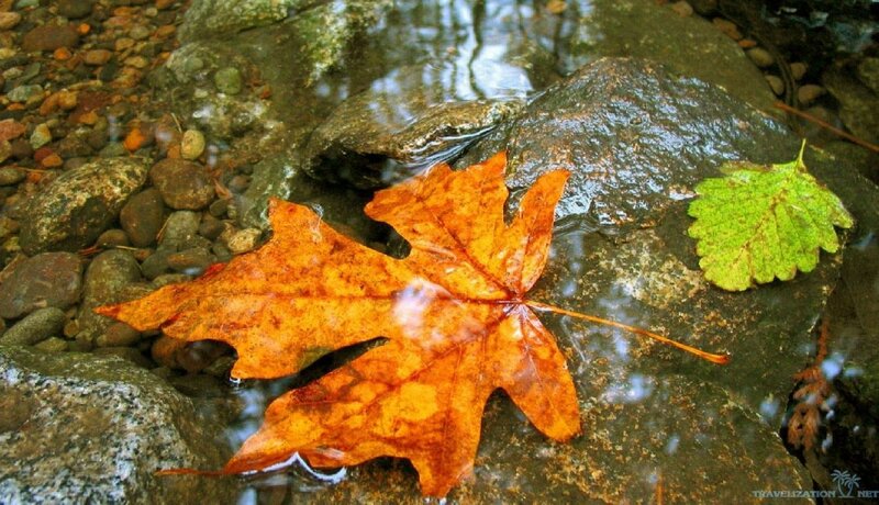 Autumn Leaf in Stream — Orange, Serene, Photograph
