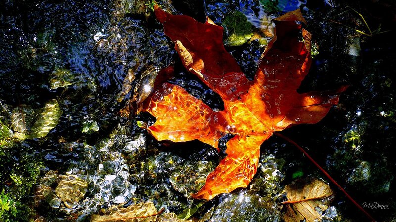 Autumn Leaf in Stream — Orange, Serene