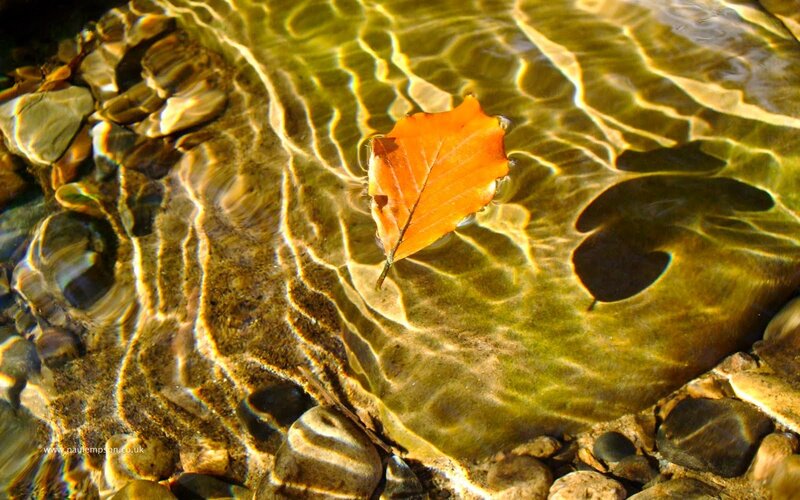 Autumn Leaf in Stream — Orange