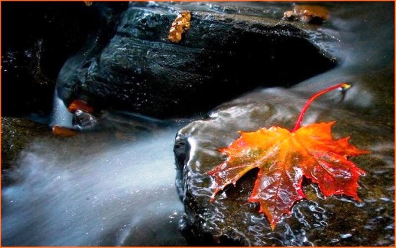 Autumn Leaf in Stream — Red