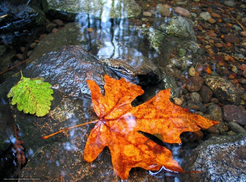 Autumn leaf in stream