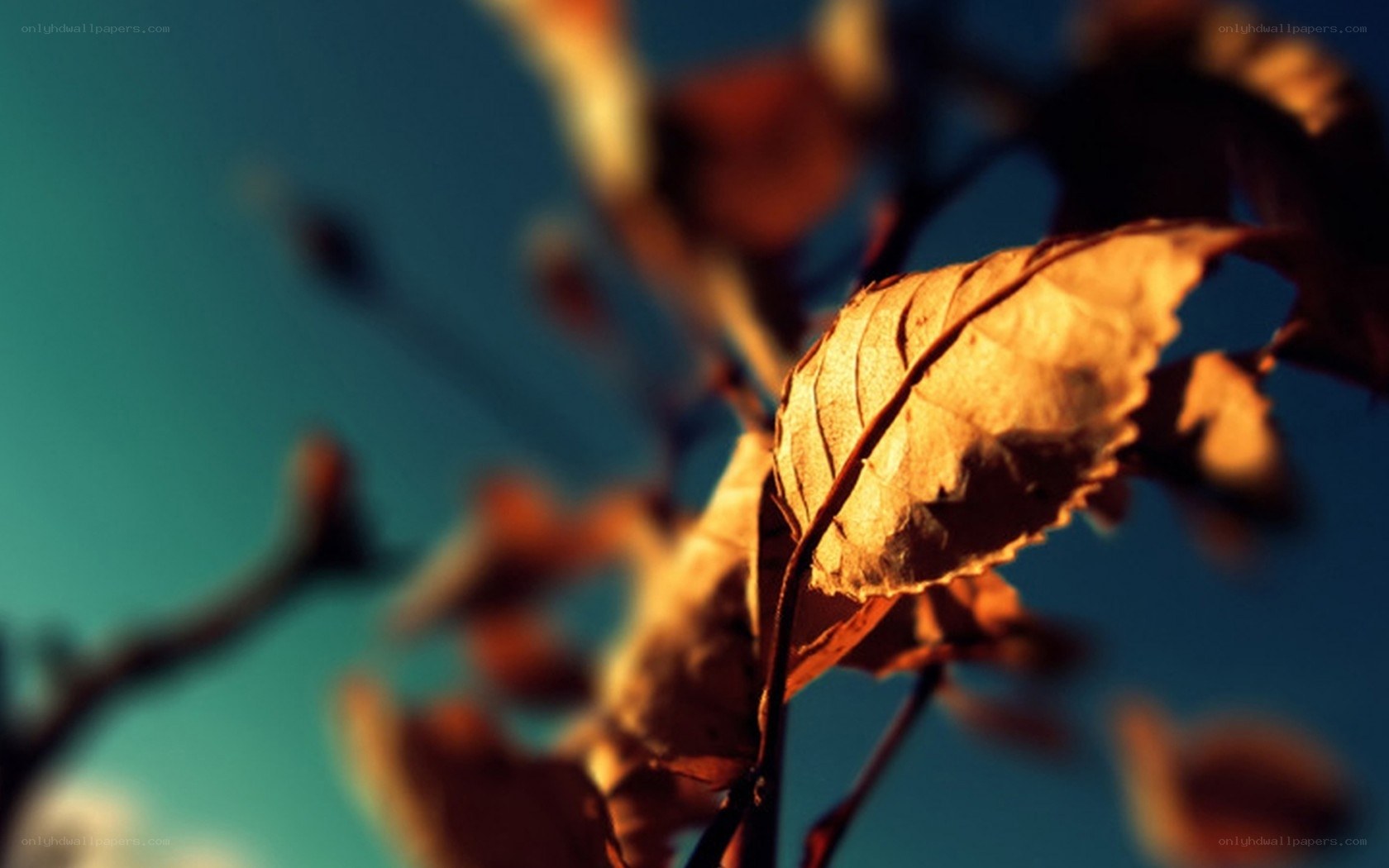 autumn leaf in sunlight
